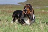 BASSET HOUND 004